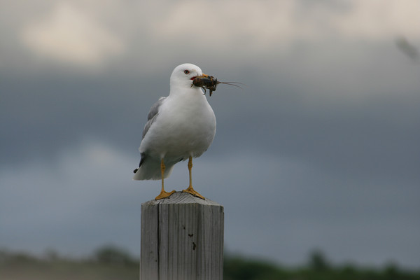 Seagulll